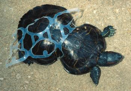 turtle-plastic-4
